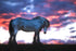 The Horse and the Pink Dawn Art Canvas